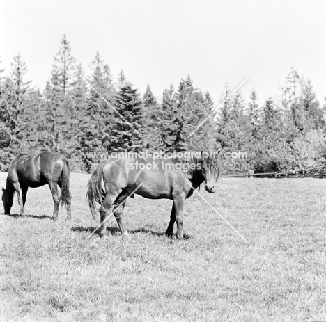 huzul pony at Siary, Gorlice.