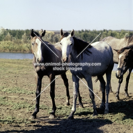 tersk fillies at stavropol stud farm, russia