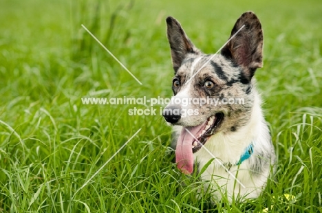 Cardigan Corgi in long grass