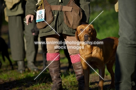 redfox labrador standing near owner