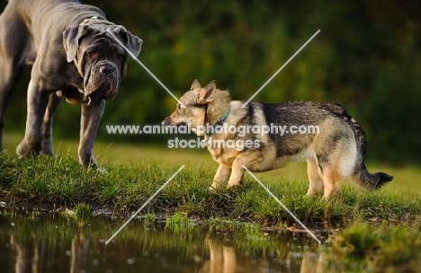 Swedish Vallhund meeting bigger dog