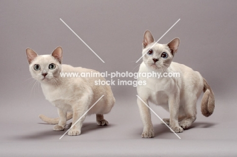 two Tonkinese cats walking, Lilac (Platinum) Mink colour