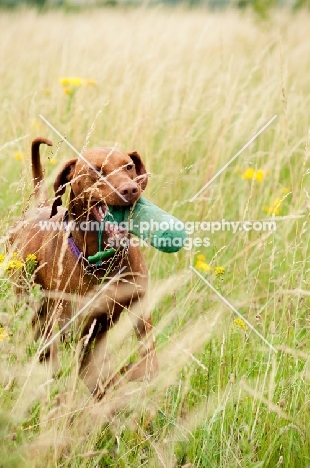 Hungarian Vizsla with dummy