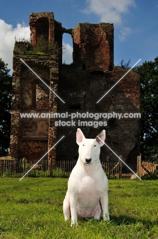 Bull Terrier near a ruin