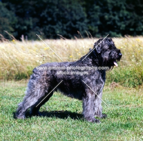 bouvier des flandres posed