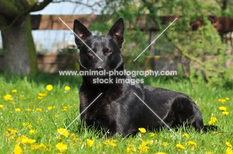 black Australian Kelpie lying down