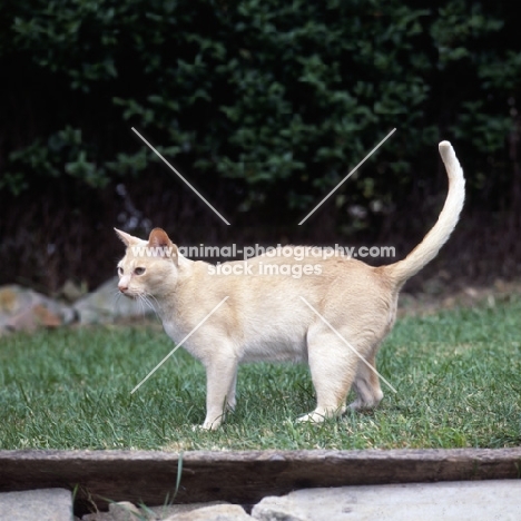 red burmese cat 