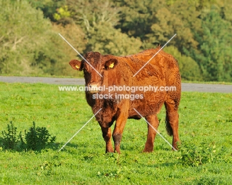 North Devon cow standing on grass