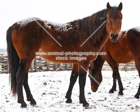 Morgan Horses in winter