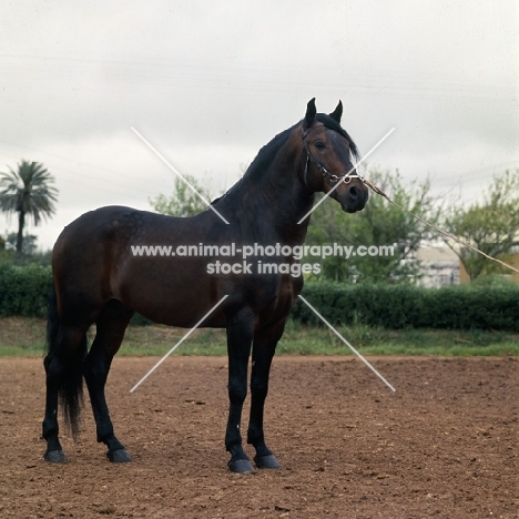 alter real horse, ansioso, full body