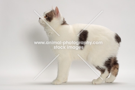Blue Classic Tabby and White Manx, on white background