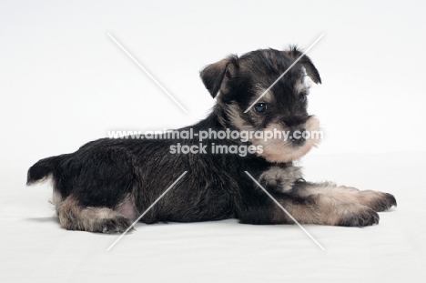 Miniature Schnauzer puppy lying down