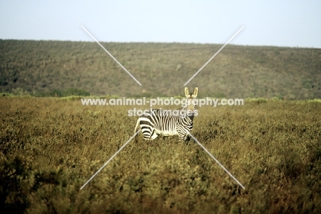 cape mountain zebra in bontebok np s.africa