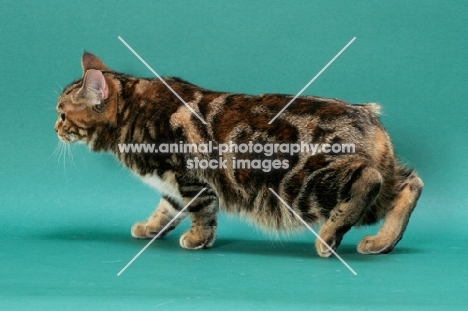 Brown Classic Torbie Manx cat, side view