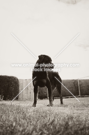 Rottweiler in black and white
