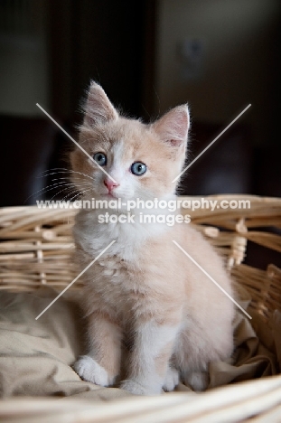 cream and white kitten sitting in basket