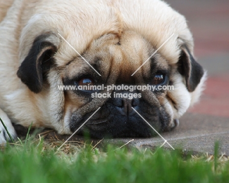 Pug dog with head on pavement looking sad