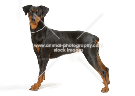 Australian Champion German Pinscher