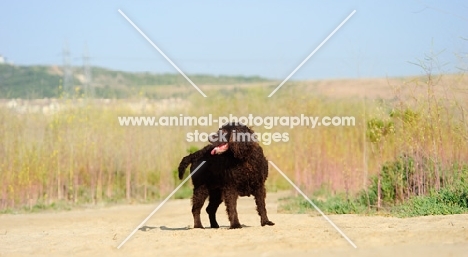 American Water Spaniel