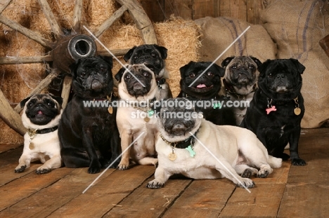 group of eight pugs