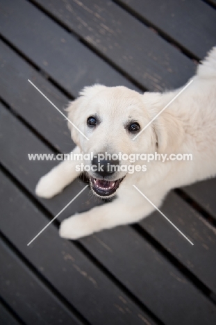 Golden retriever puppy lying on deck, smiling.