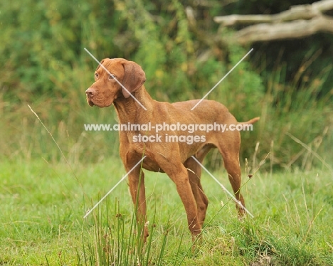 hungarian vizsla marking a falling dummy on a working test