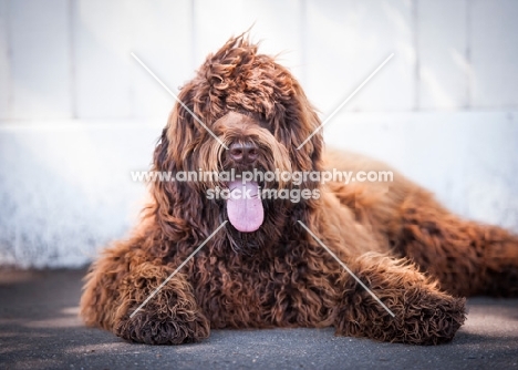 brown labradoodle lying down