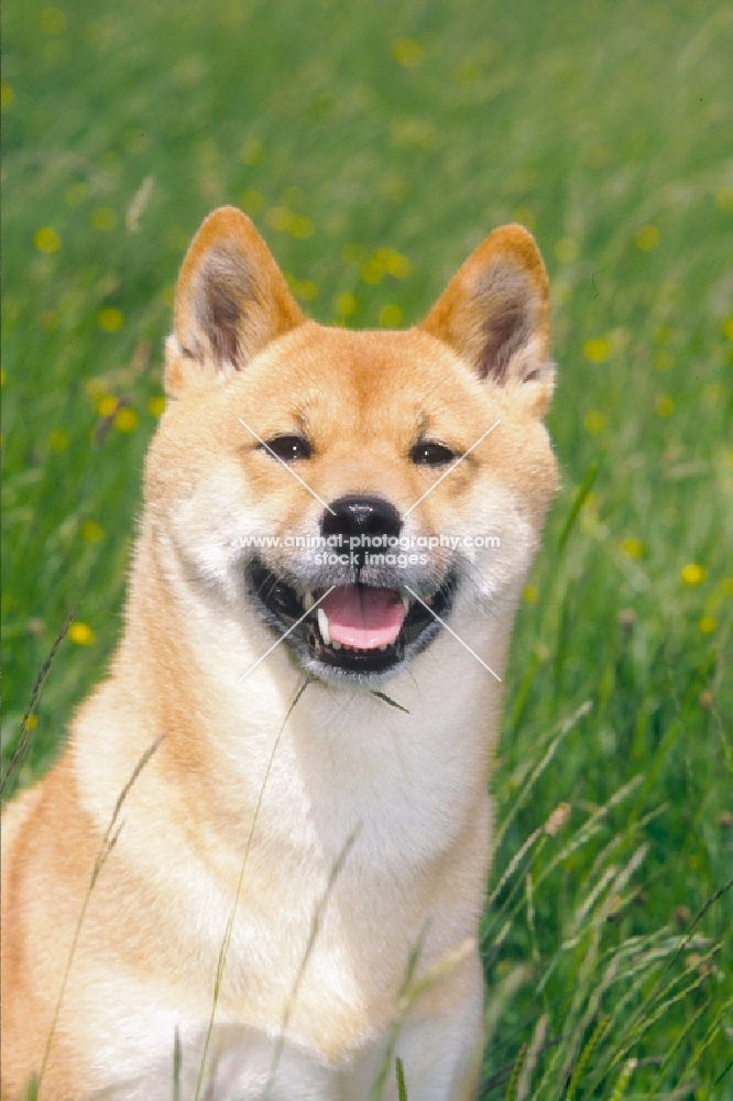 Shiba Inua looking happy