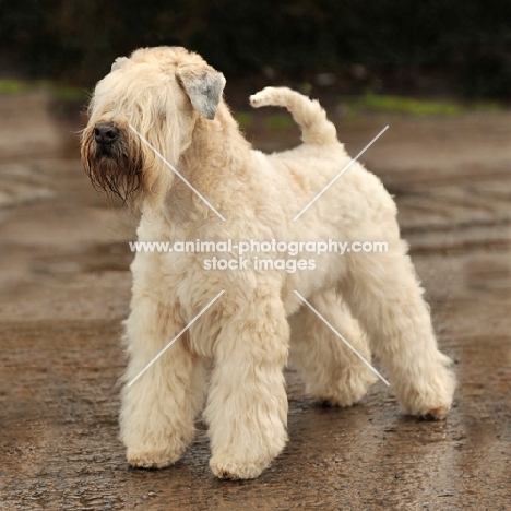 Soft Coated Wheaten Terrier on road