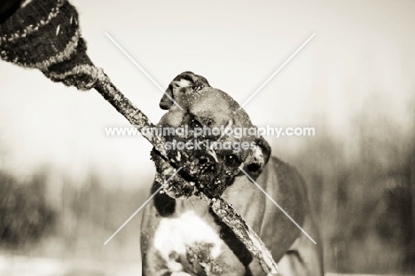 Boxer holding stick