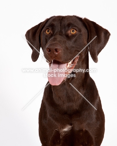 chocolate labrador retriever