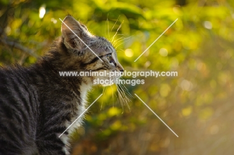 kitten, profile