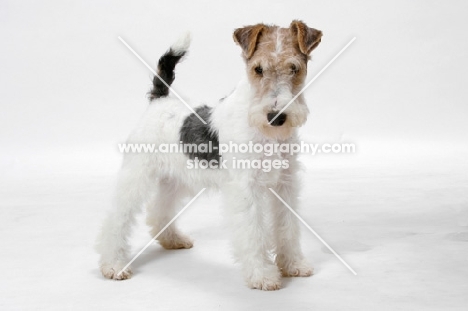 young wirehaired fox terrier standing in studio