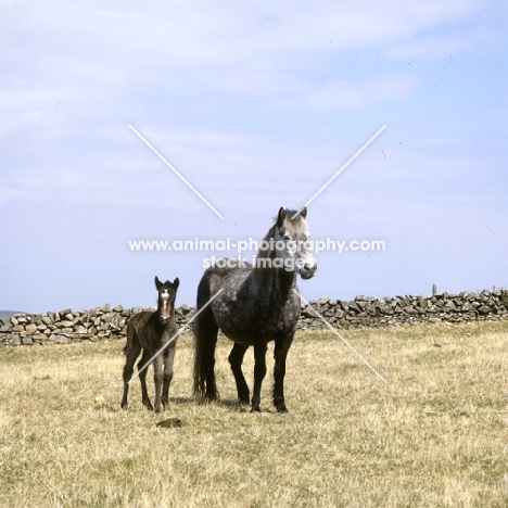 Maggie, Eriskay Pony with foal