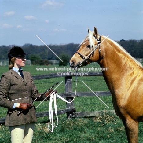 bramshott midnight sun, riding pony stallion with handler