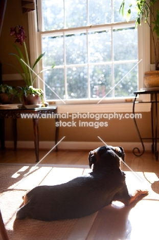 beagle mix sunbathing in window