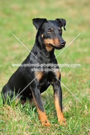 German Hunt Terrier (aka deutscher jagd terrier) sitting down