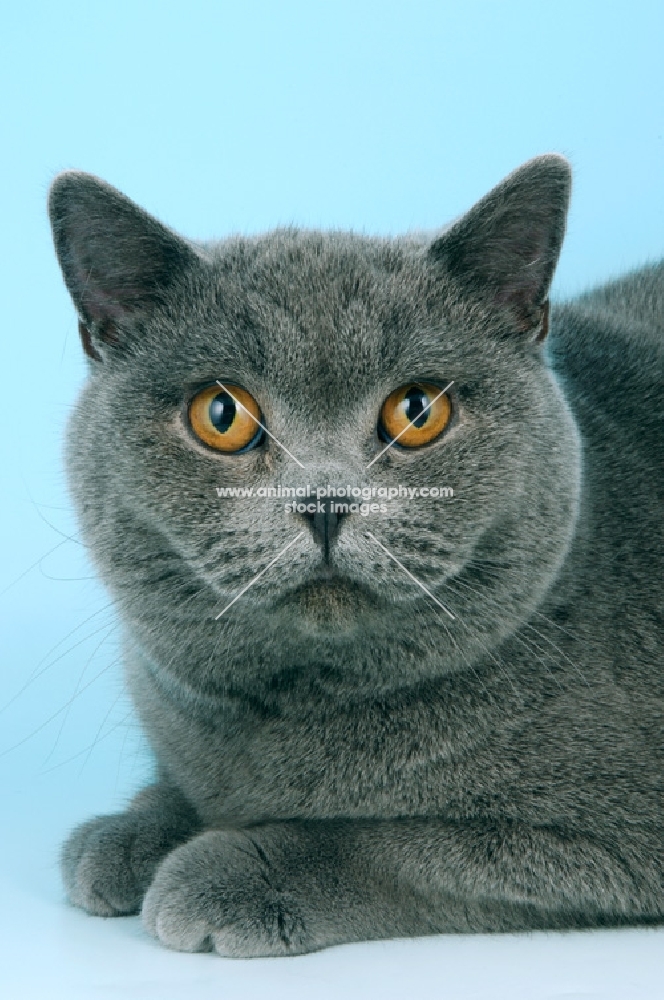 blue british shorthair cat headshot