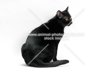 Bombay cat on white background, sitting