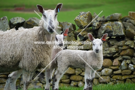 Bluefaced Leicester ewe and lambs, near wall