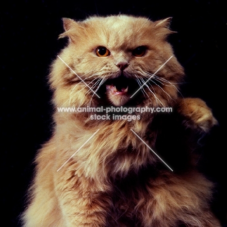 long haired cream cat  in angry mood