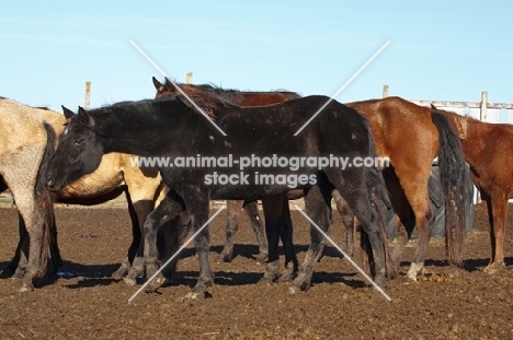 Morgan Horse side view