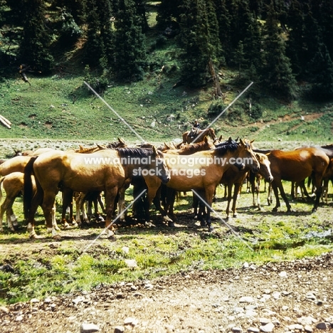 kirghiz horses in a group