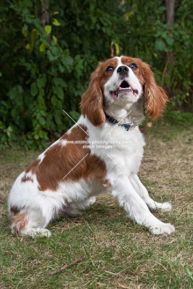 Sitting Cavalier King Charles Spaniel with greenery background.