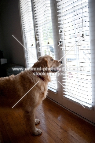 golden retriever looking out window