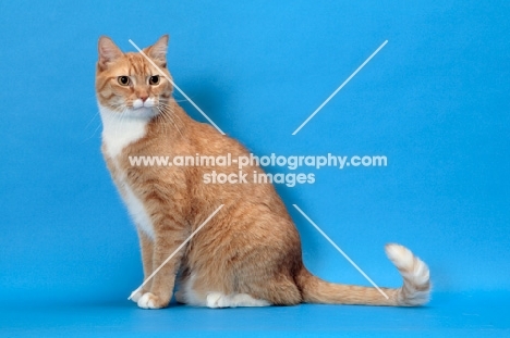 Red Mackerel Tabby & White Cat, sitting