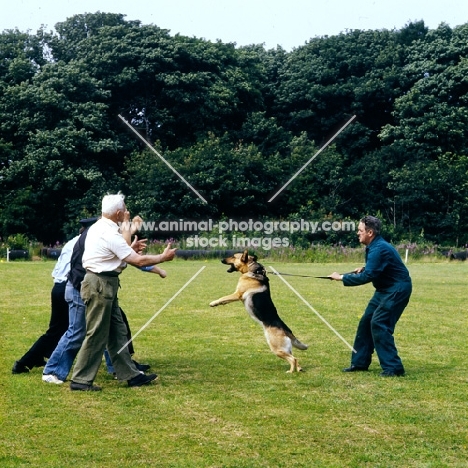 training a german shepherd dog at training centre