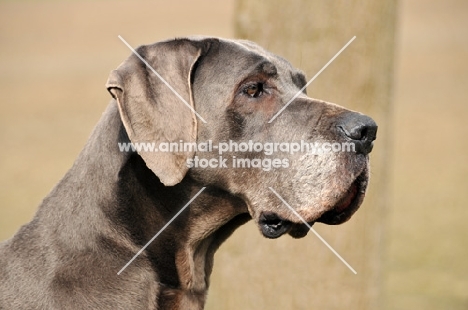 Great Dane