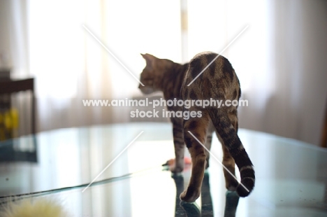 beautiful marble bengal walking on a glass table, back view