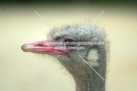 ostrich portrait